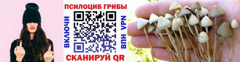 наркота  Краснокамск  Псилоцибиновые грибы MAGIC MUSHROOMS 
